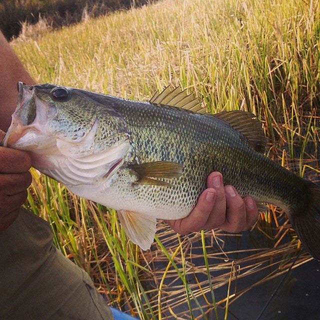 3 Reasons You're Not Catching Bass