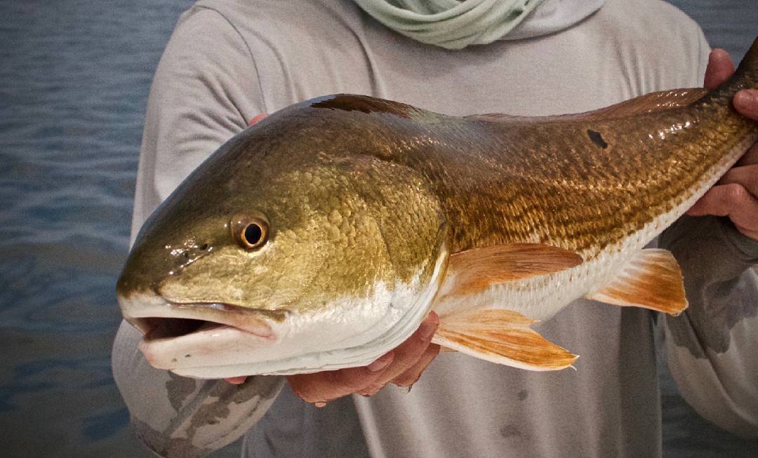 Catching Redfish On The Fly: 3 Things I Learned The Hard Way In Florida
