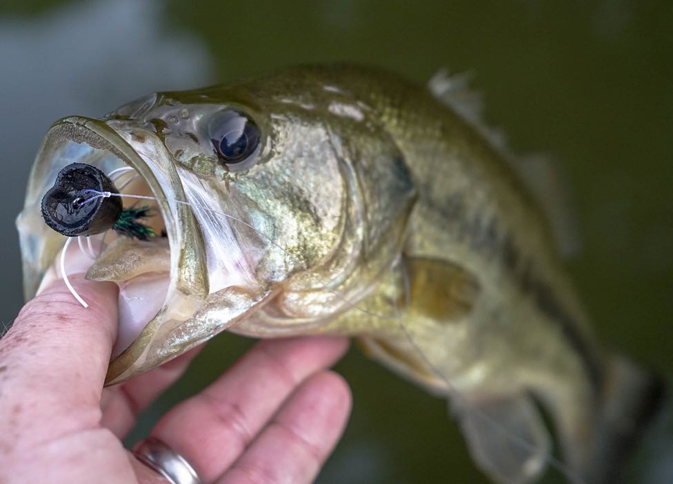 Topwater Finesse Fly Fishing for Bass