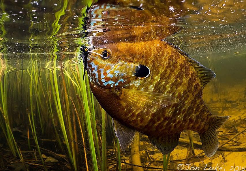 Bluegill: Fly Fishing's Little Magic Bullet