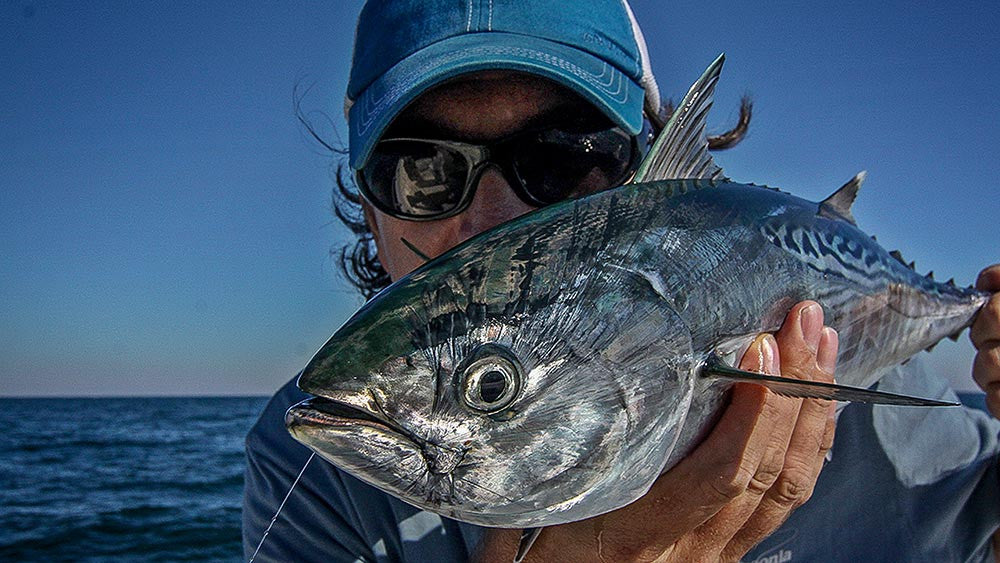 Get in the Action! Fall False Albacore on the Fly