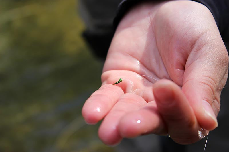 5 Tips To Help You Fish the Unseen Part Of a Hatch
