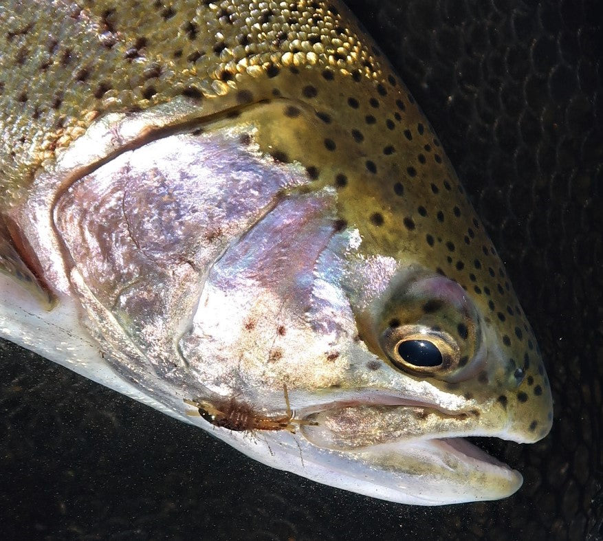 Stoneflies: Fly Fishing's Red-Headed Stepchild