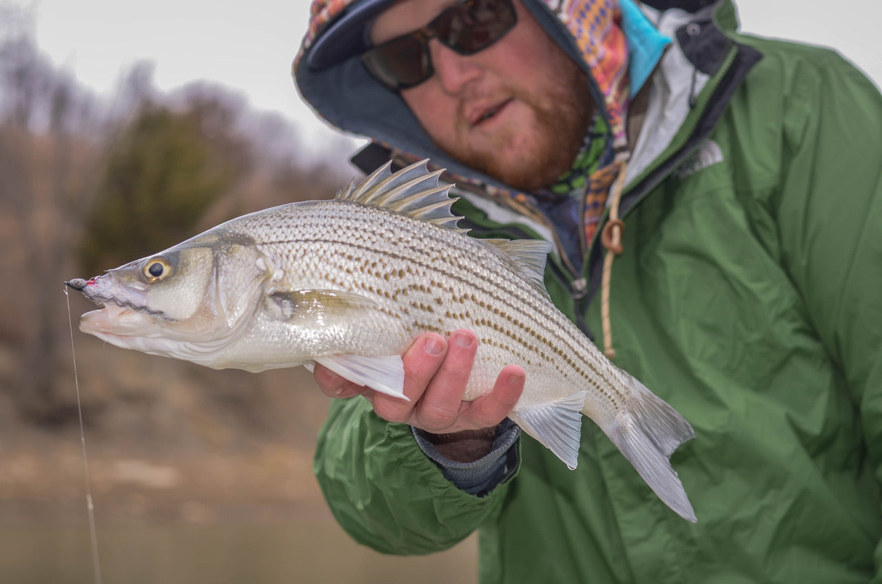 Temperate Bass Flies: How to Diversify Your Fly Box