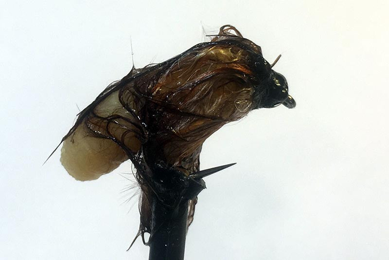 3-minute fly: Tie the Mottlebou Mop Fly.