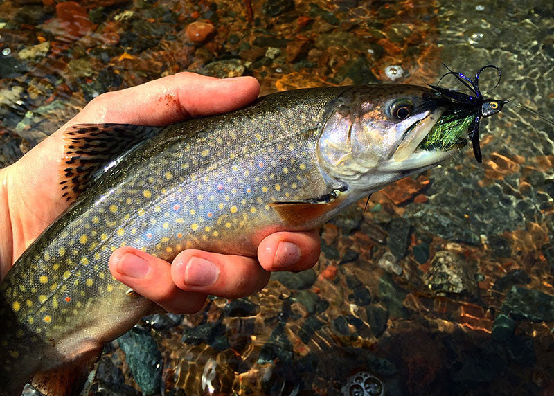 Fly Fishing for Predators: 3 Ways To Entice an Aggressive Eat