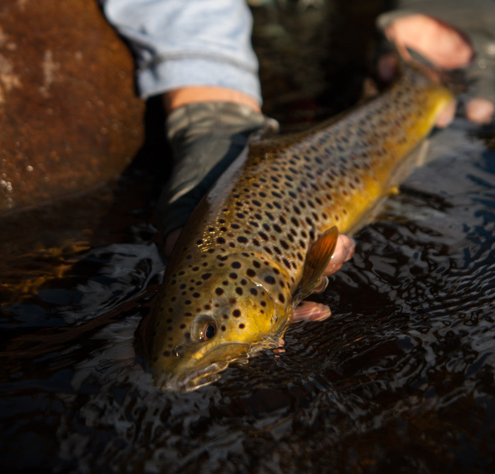 Trout Fly Fishing: 3 Bad Habits to Break
