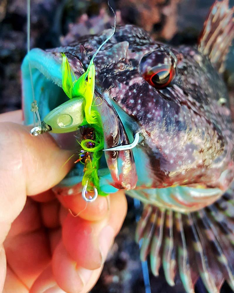 How to fly fish tide pools for groundfish.
