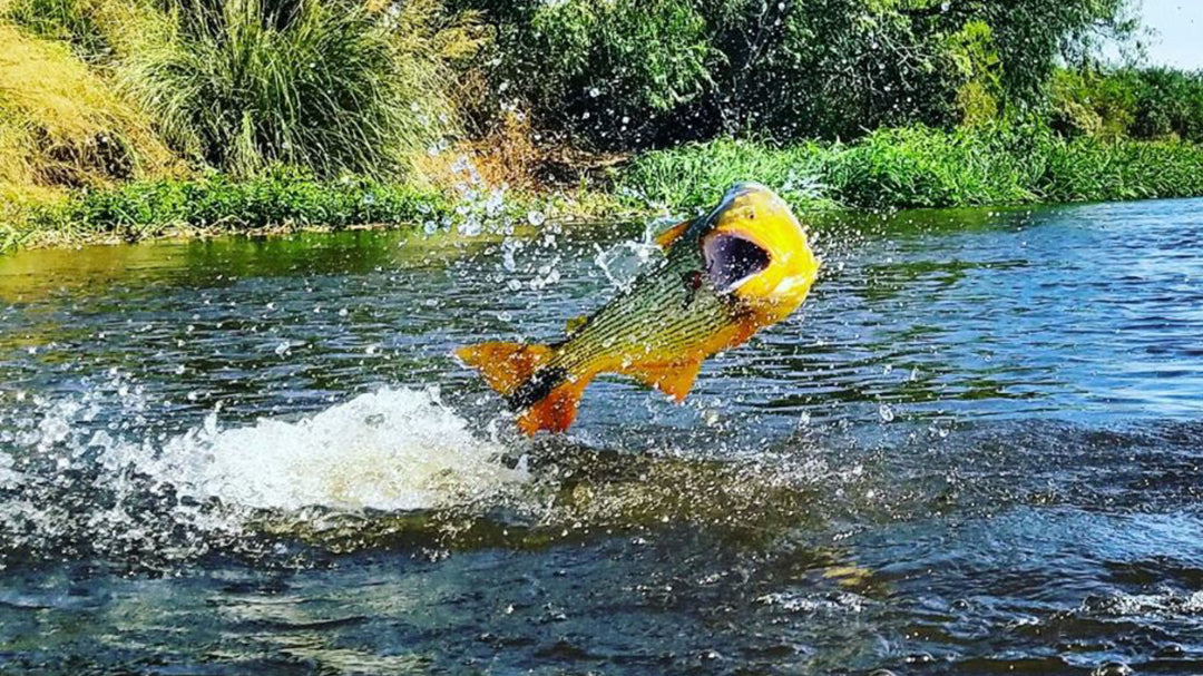 Popper Fly Fishing for Golden Dorado: 5 Tips for Catching the "River Tiger"