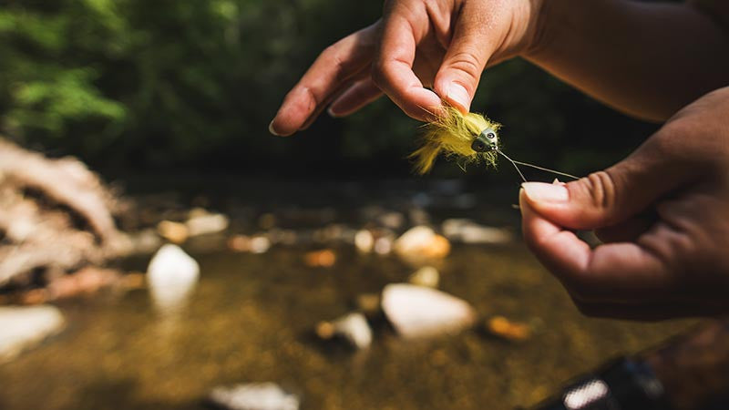 Fly Selection and Speed of Current