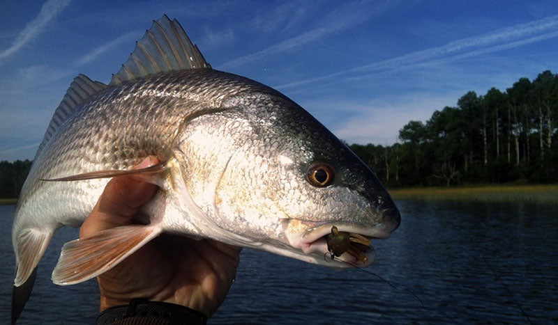 Fly Fishing For Tailing Redfish: 5 Mistakes You'll Make This Summer
