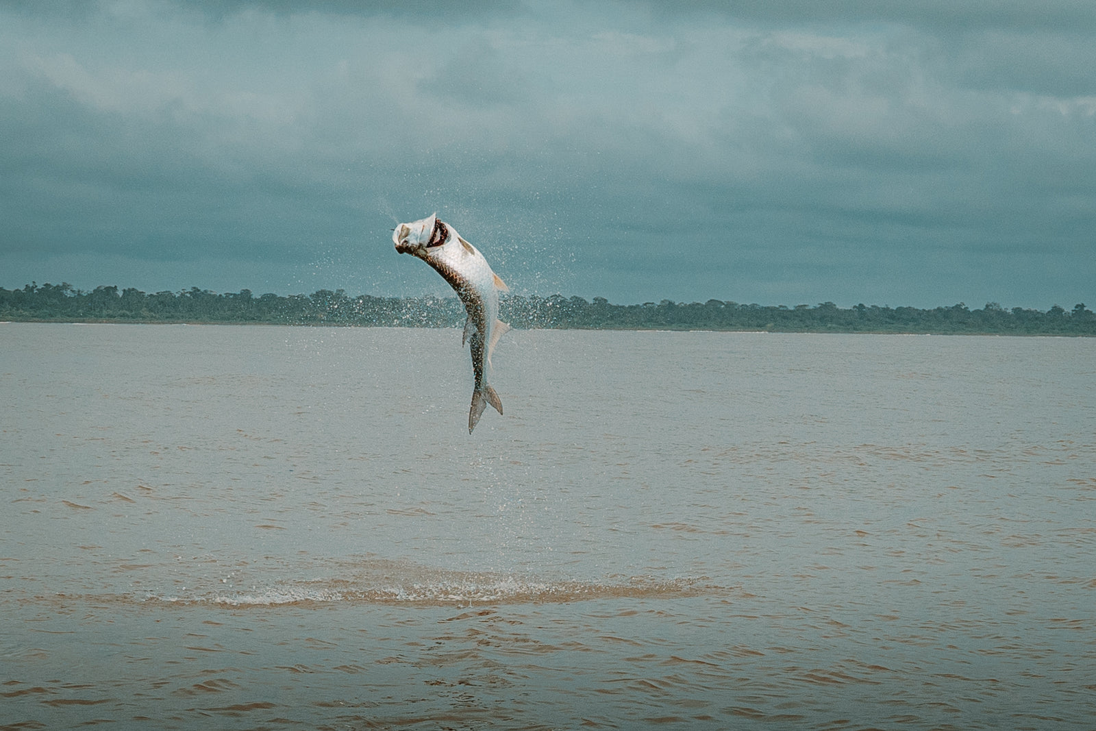 Jungle Tarpon Mayhem: Fly Fishing Costa Rica