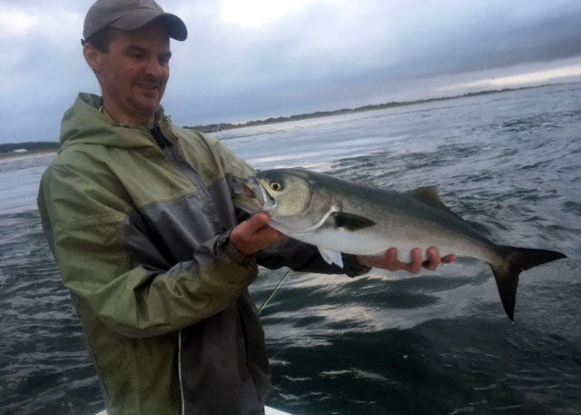 Fly Fishing for Bluefish