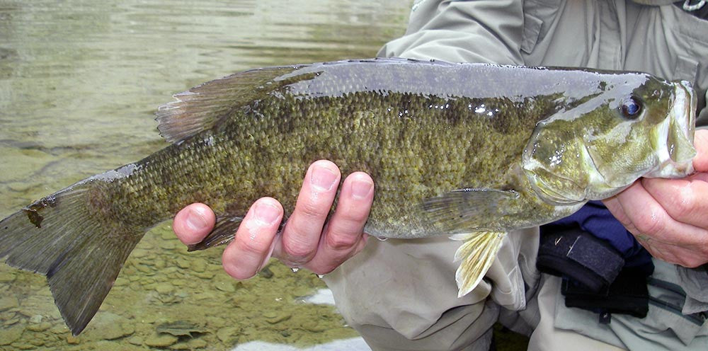 Fly Fishing for Smallmouth Bass: The 3 Crucial Keys to Success