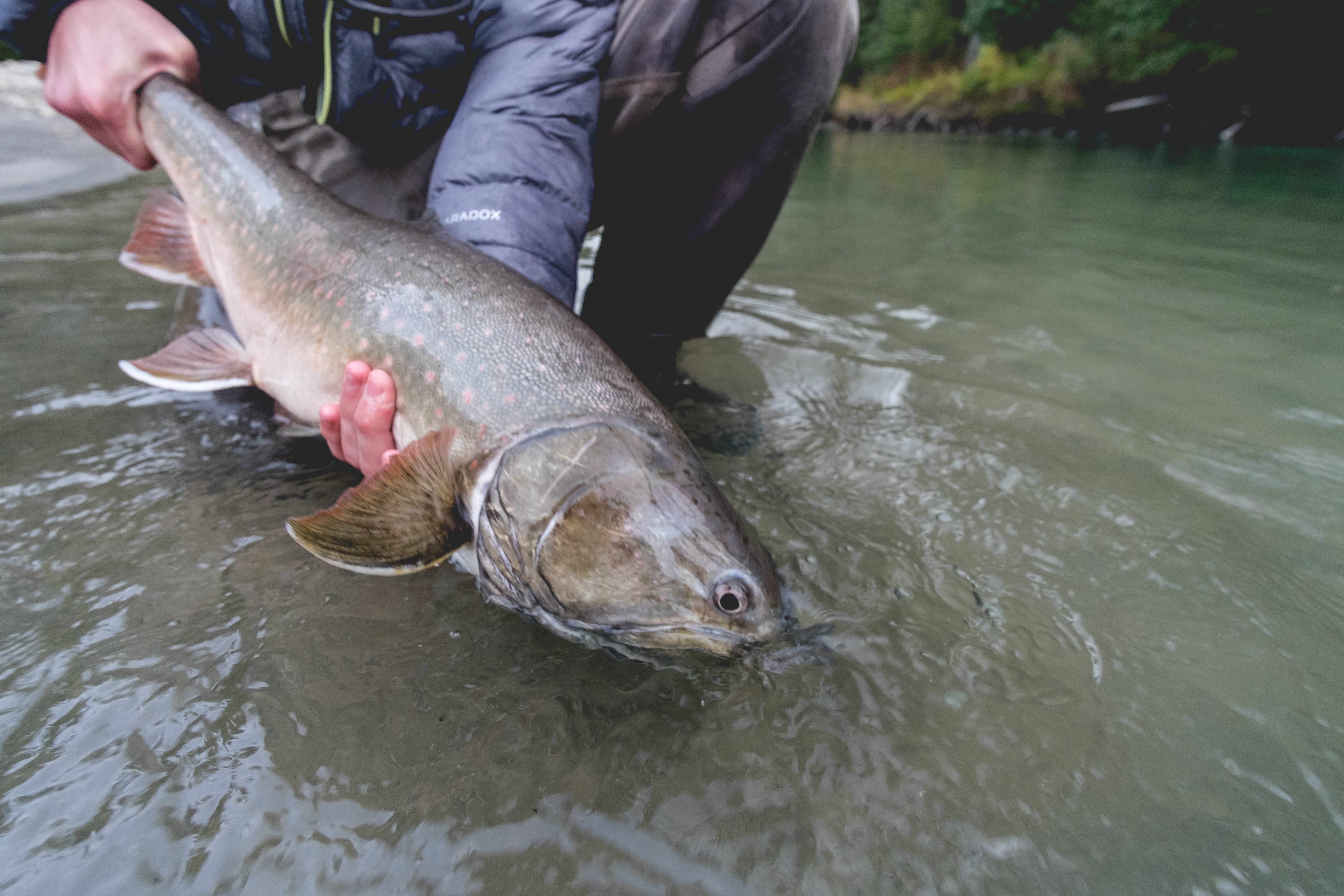 Two-Handed Fly Fishing For Bull Trout: Setup, Methods, Flies