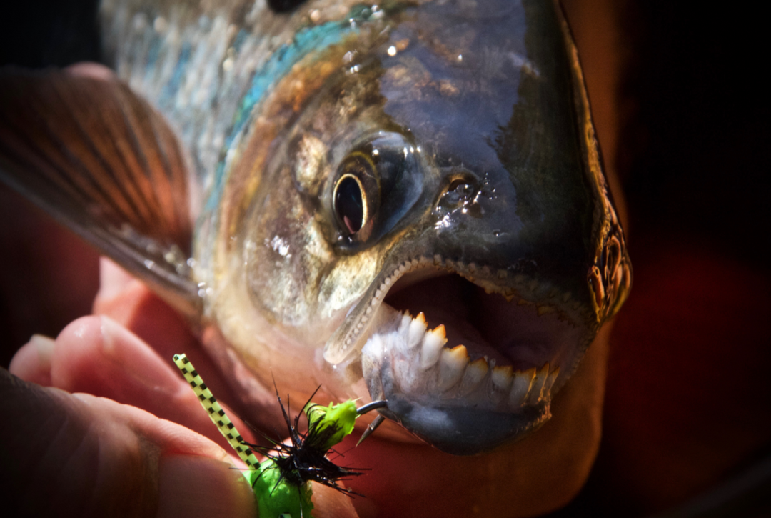 Fly Fishing for Machaca: 5 Tips to Help You Catch This Piranha Relative