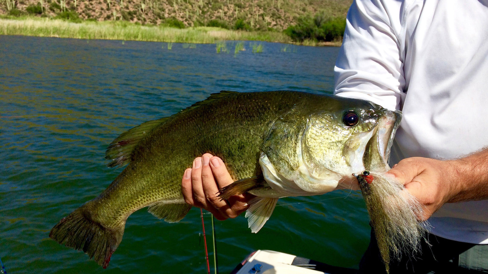 Fly Fishing Tips: Adapting Streamer Designs for Warm Water