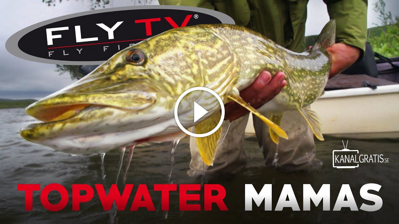 Fly Fishing for Big Pike in the Mountains of Northern Sweden