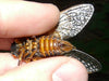 Surface Seducer® Cicada Fly