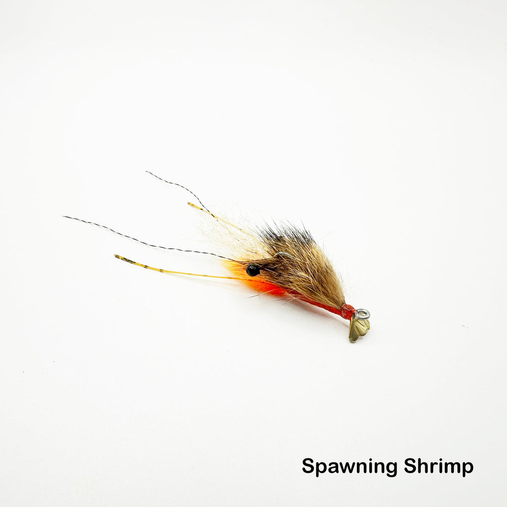 FS Spawning Shrimp