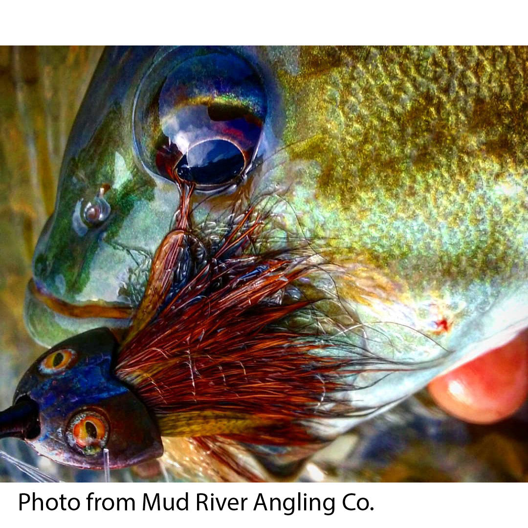 Fish-Skull® Bandito Sculpin Head
