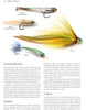 Game Changer: Tying Flies that Look & Swim Like the Real Thing