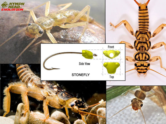 Nymph-Head® Evolution™ Stonefly Prince - Flymen Fishing Company
 - 5