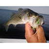 NEW Fish-Skull® Shrimp & Cray Tail™ - Flymen Fishing Company
 - 22