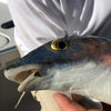 NEW Fish-Skull® Shrimp & Cray Tail™ - Flymen Fishing Company
 - 24