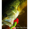 Fish-Skull® Chocklett's Body Tubing™ - Flymen Fishing Company
 - 6
