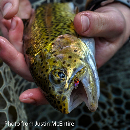 Nymph-Head® Evolution™ Mayfly Clinger & Crawler tungsten beadheads